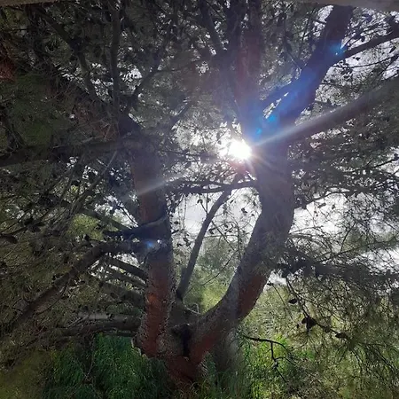 Fronte Su Tre Piani Con Giardino Tatil Evi